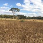 5000 Ha Agricultural Land For Sale In Lufwanyama