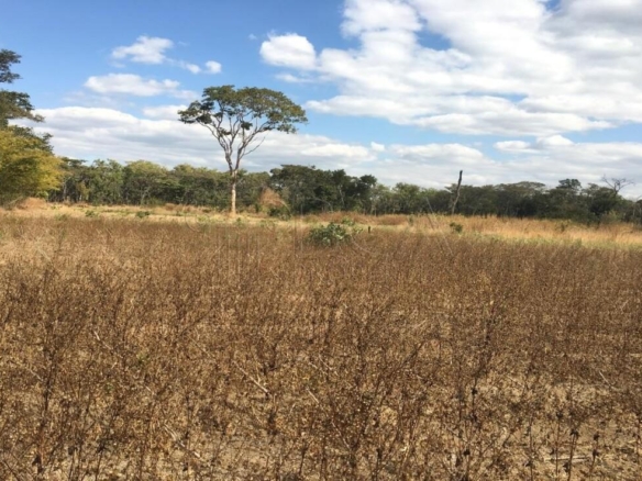 5000 Ha Agricultural Land For Sale In Lufwanyama