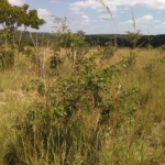 230 Hectares of Farmland for Sale in Mkushi