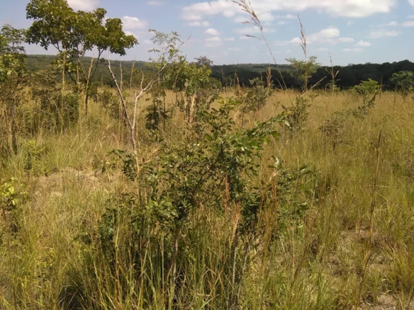 230 Hectares of Farmland for Sale in Mkushi