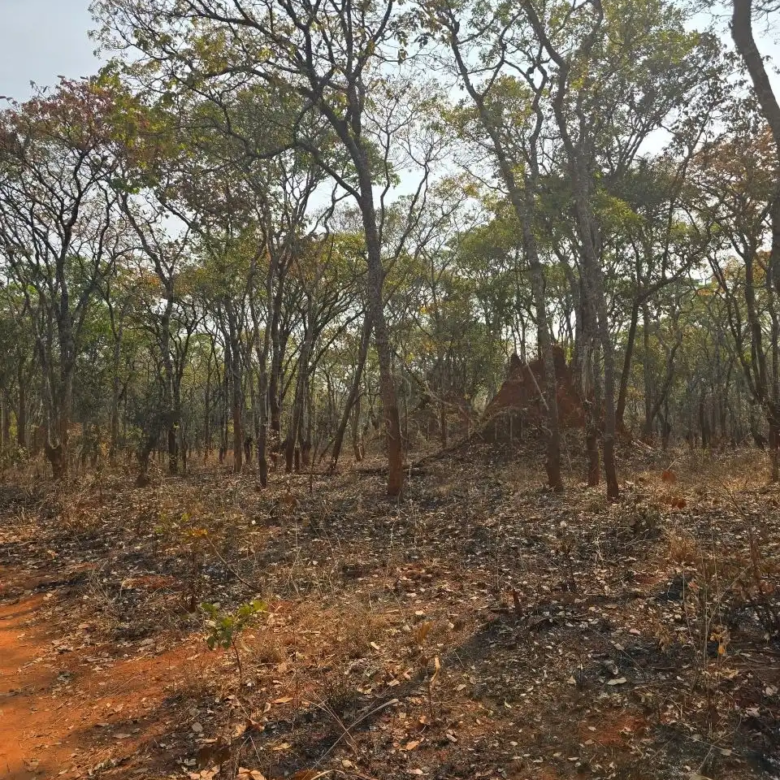 Kalumbila Farmland – 600 Hectares