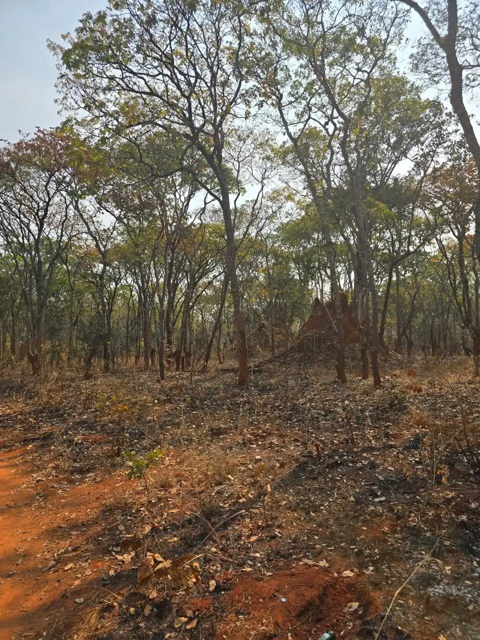 Kalumbila Farmland – 600 Hectares