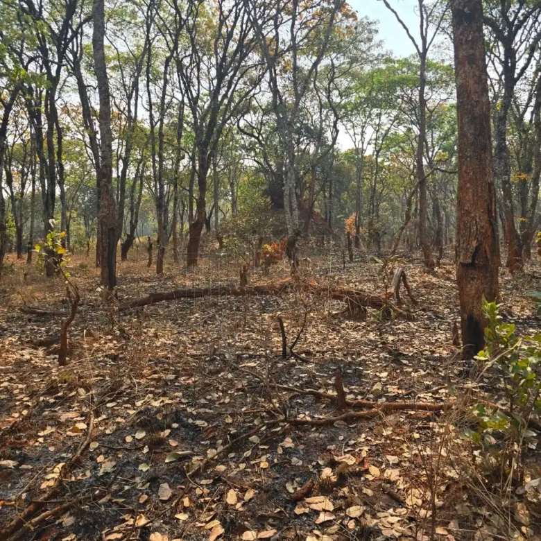 Kalumbila Farmland – 600 Hectares