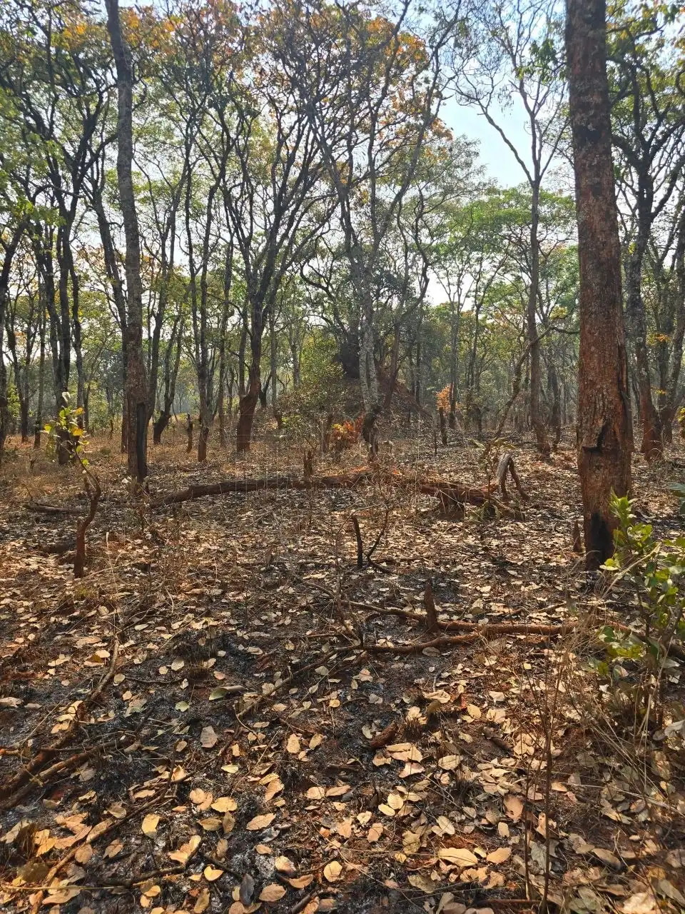 Kalumbila Farmland – 600 Hectares