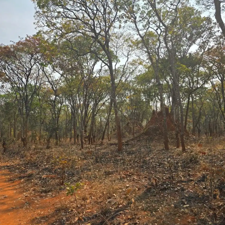 Kalumbila Farmland – 600 Hectares
