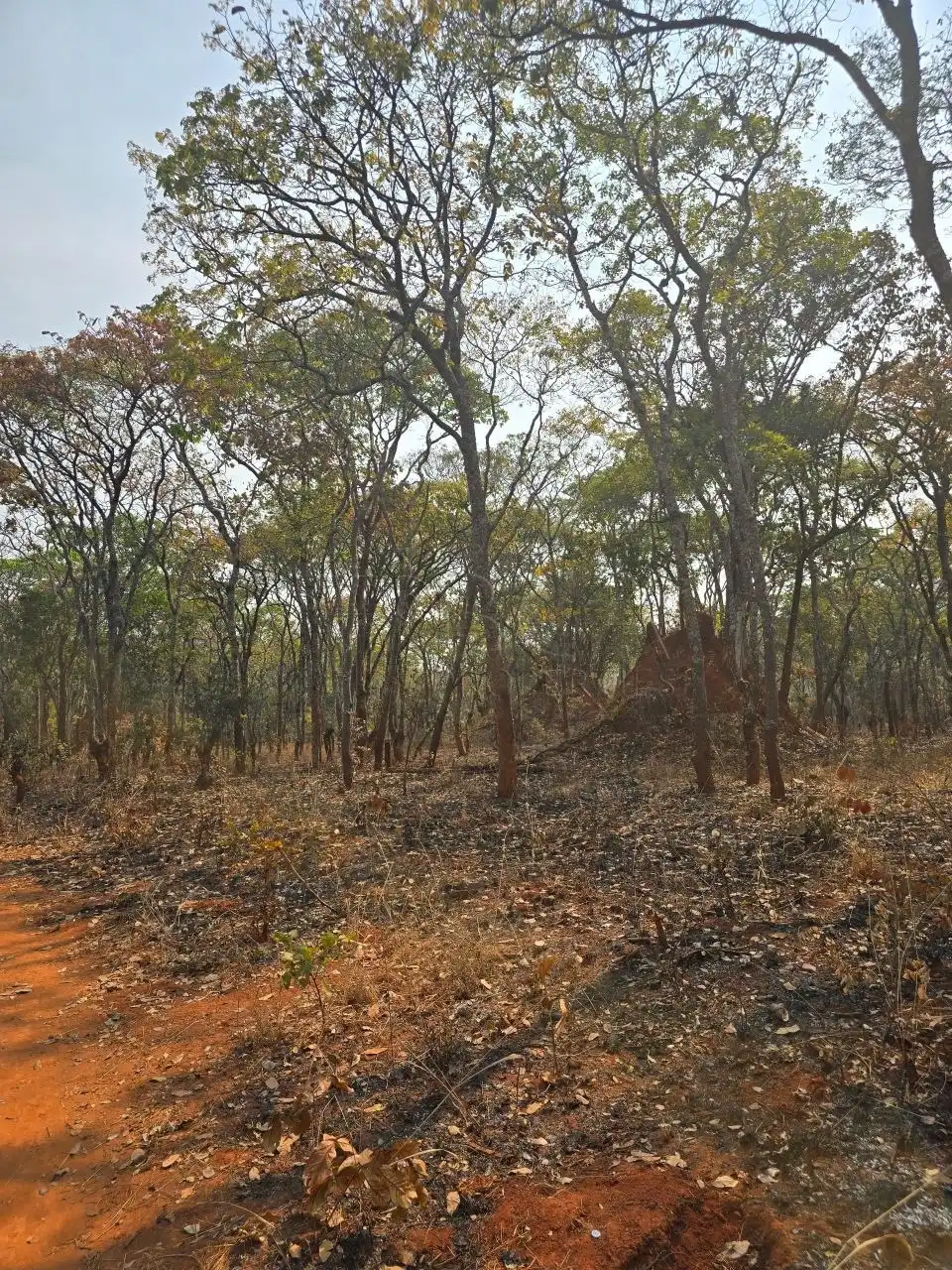 Kalumbila Farmland – 600 Hectares