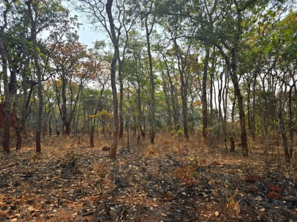 Kalumbila Farmland – 600 Hectares
