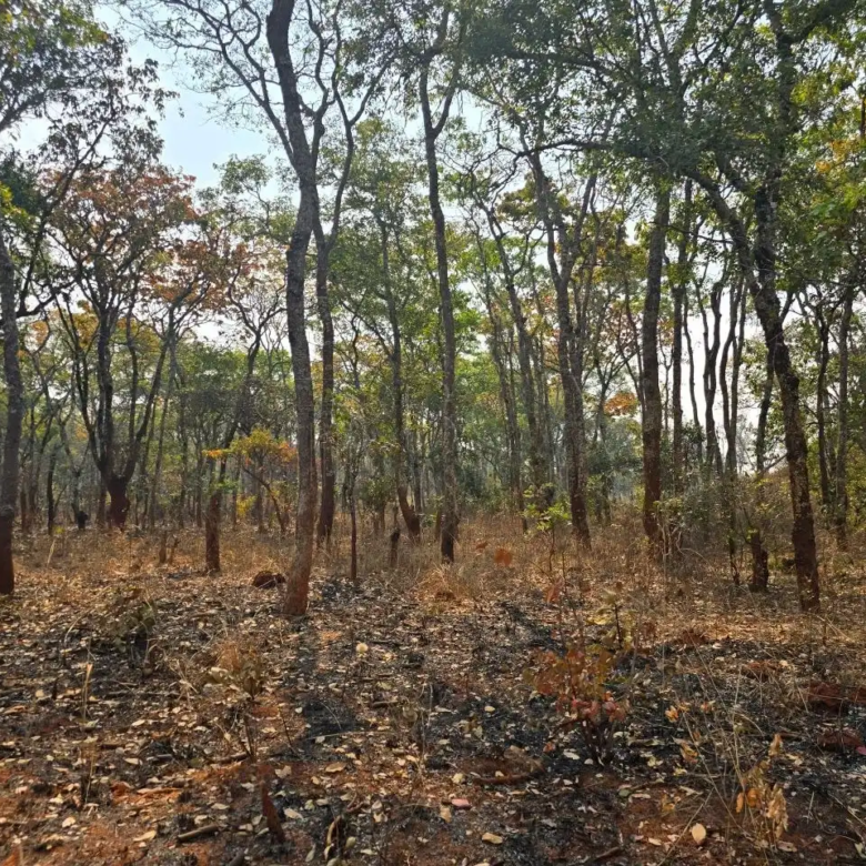 Kalumbila Farmland – 600 Hectares