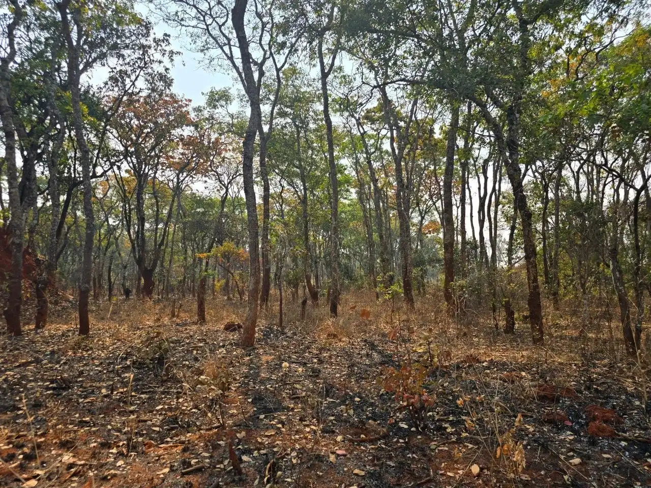 Kalumbila Farmland – 600 Hectares
